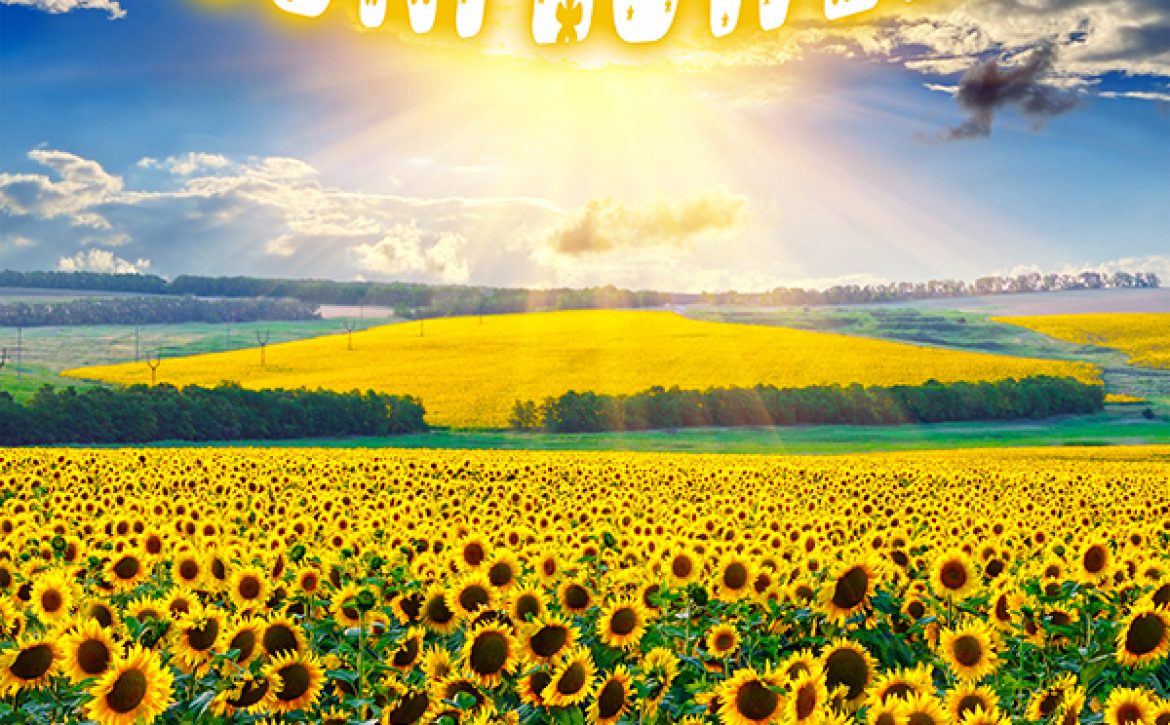 Sunflower field at the morning