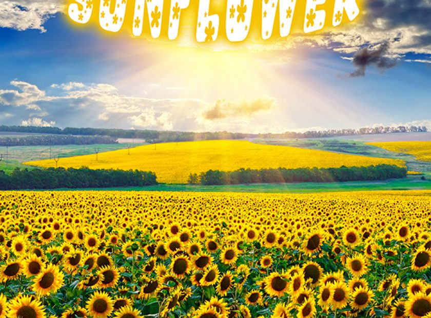 Sunflower field at the morning
